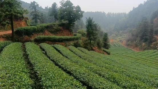 ：一杯清茶背后的乡村振兴答卷尊龙凯时新版APP株洲醴陵