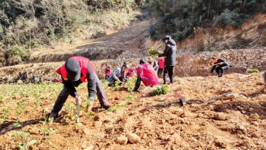 :一杯清茶背后的乡村振兴答卷尊龙凯时新版APP株洲醴陵(图2) :一杯清茶背后的乡村振兴答卷尊龙凯时新版APP株洲醴陵(图2)
